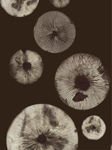 Mushroom 5, chocolate. 30x40