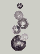 Mushroom 4, lightgrey. 30x40