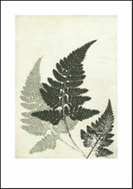 Fern, green. 70x100