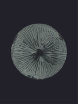 Mushroom 3, darkgrey. 30x40