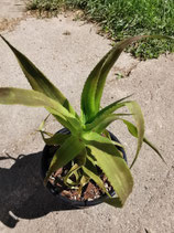 Orthophytum sucrei