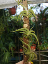 Tillandsia gilliesii ssp. polysticha