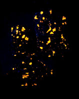 Sodaliet (Sodalite)  *