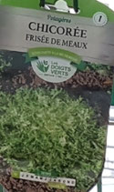 Chicorée frisée de Meaux