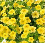 Calibrachoa  MELLOW Jaune