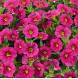 Calibrachoa COLIBRI Fuchsia