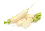 RADIS LONG BLANC BIO