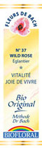 N°37 WILD ROSE EGLANTIER 20ml