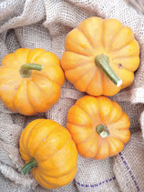 Courge Jack be little - lot de 2