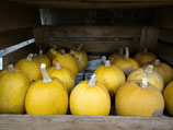Courge Melonnette