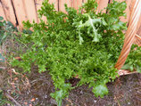 Salade Frisée