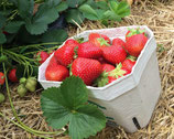 Plant- fraisier Allegro (2)