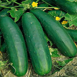Plant de concombre