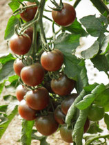 Plant- (24) Tomate cerise Black cherry