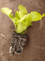 Plant de salade