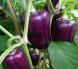 Plant poivron oda