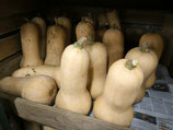 Courge Butternut