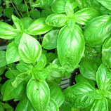 Plant- Basilic