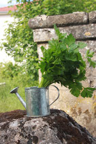 fines herbes Persil
