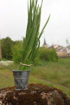 fines herbes Ciboulail