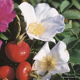 Rosa rugosa alba