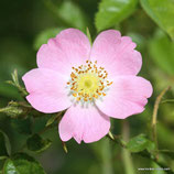 Rosa rubiginosa