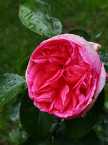 La Rose de Molinard