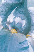 ACG 14 - Irisblüte Hellblau hinter Acrylglas