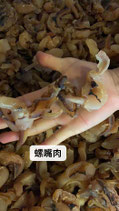 野生螺肉頭大號