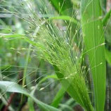 Panicum elegans