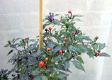 PIANTA PEPERONCINO LI BLACK (ARIZONA) - VASO 14