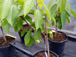 PIANTA CHERRY ME LAPINS  (Prunus Avium) – CILIEGIO NANO LAPINS
