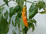 PIANTA PEPERONCINO AJI AMARILLO - VASO 14