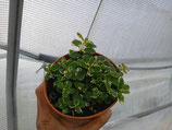 PIANTA MENTA VARIEGATA ANANAS mentha suaveolens - vaso 14