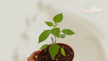 PIANTA PEPERONCINO CAPSICUM RABENII - VASO 14
