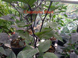 PIANTA PEPERONCINO CHUPETINHO BLACK - VASO 14