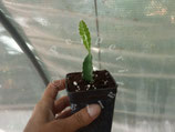 PIANTA PITAYA RED / DRAGON FRUIT  'Pitaya' Hylocereus Costaricensis - VASO  7