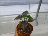 PIANTA PEPERONCINO GHOST LADY RED F2 - VASO 14