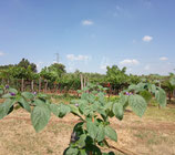 PIANTA PEPERONCINO ROCOTO RED - VASO 20