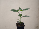 PIANTA PEPERONCINO AJI INCA RED DROP  - VASO 14