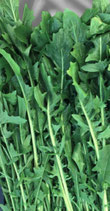 CICORIA CATALOGNA