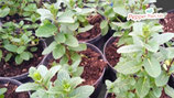 PIANTA MENTA ROMANA Mentha pulegium  - vaso 14