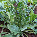 BROCCOLO FIOLARO DI CREAZZO