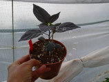 PIANTA PEPERONCINO PIMENTA PUMA - VASO 14