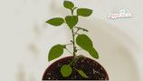 PIANTA PEPERONCINO ROCOPICA - VASO 14