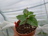 PIANTA PEPERONCINO CAROLINA REAPER YELLOW - VASO 14