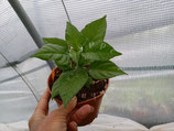PIANTA PEPERONCINO ZING - VASO 14