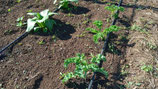 CAVOLO RICCIO KALE