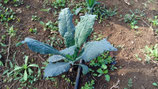 CAVOLO LANCINATO (CAVOLO NERO)