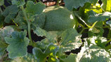 LIMELON FRESCO